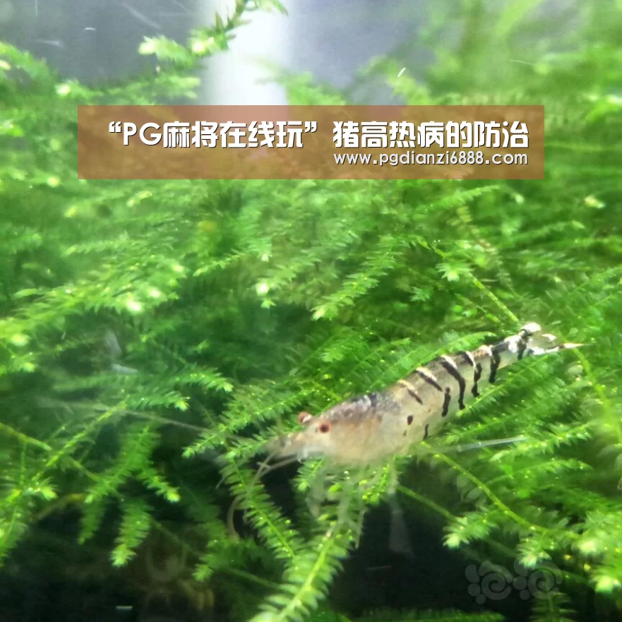 “PG麻将在线玩”猪高热病的防治(图1) PG电子娱乐